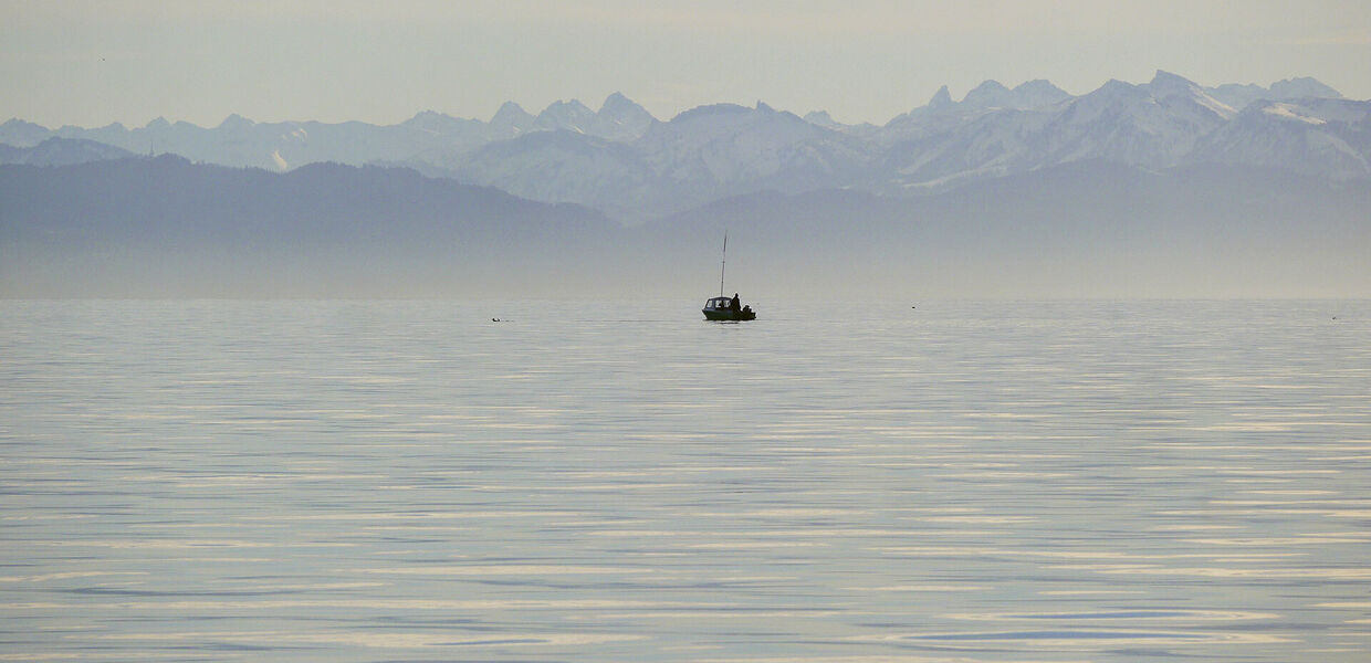Fettflossen-Krise am Bodensee