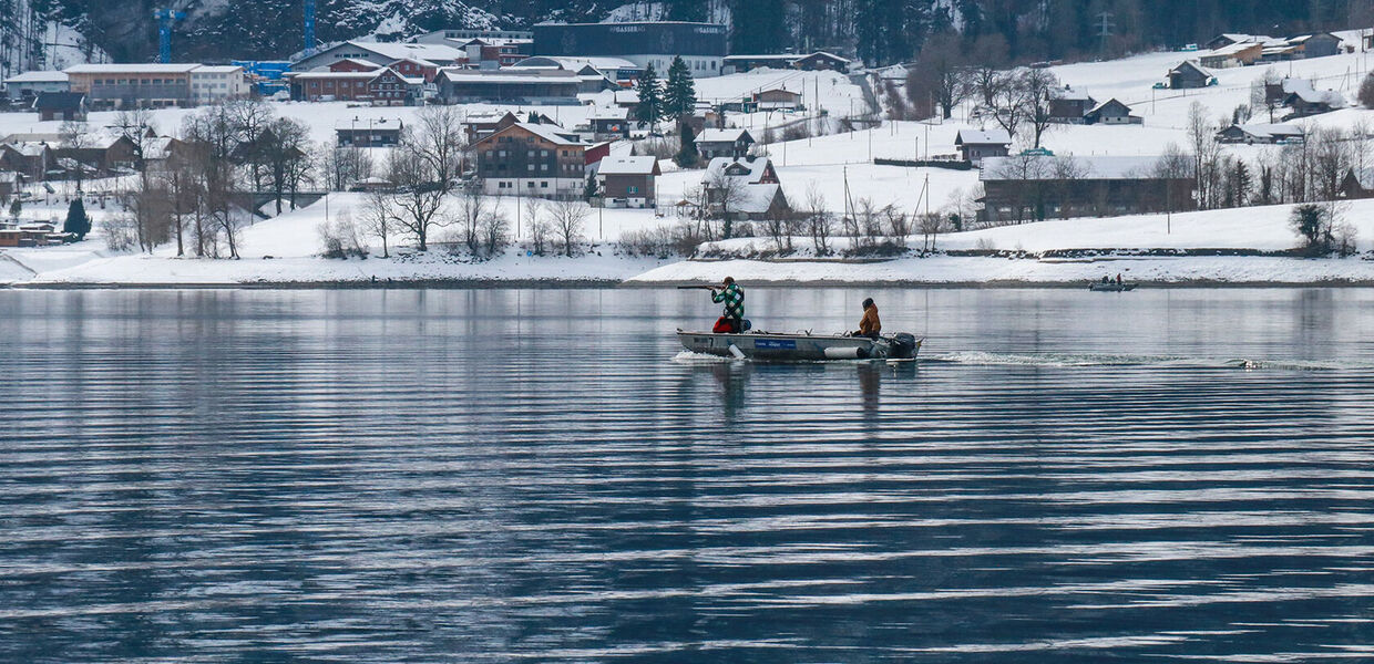 Kormoranmanagement in der Schweiz