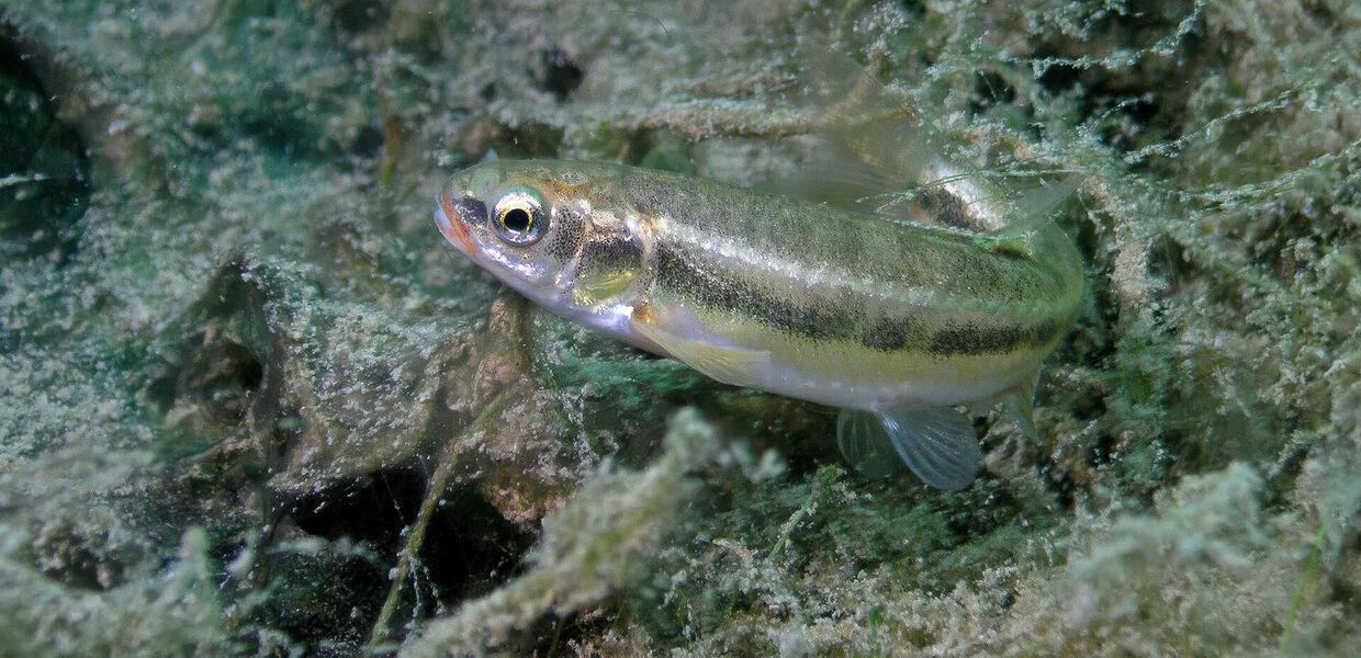 [Elritze – Fisch des Jahres 2026]</br>Klein aber oho!