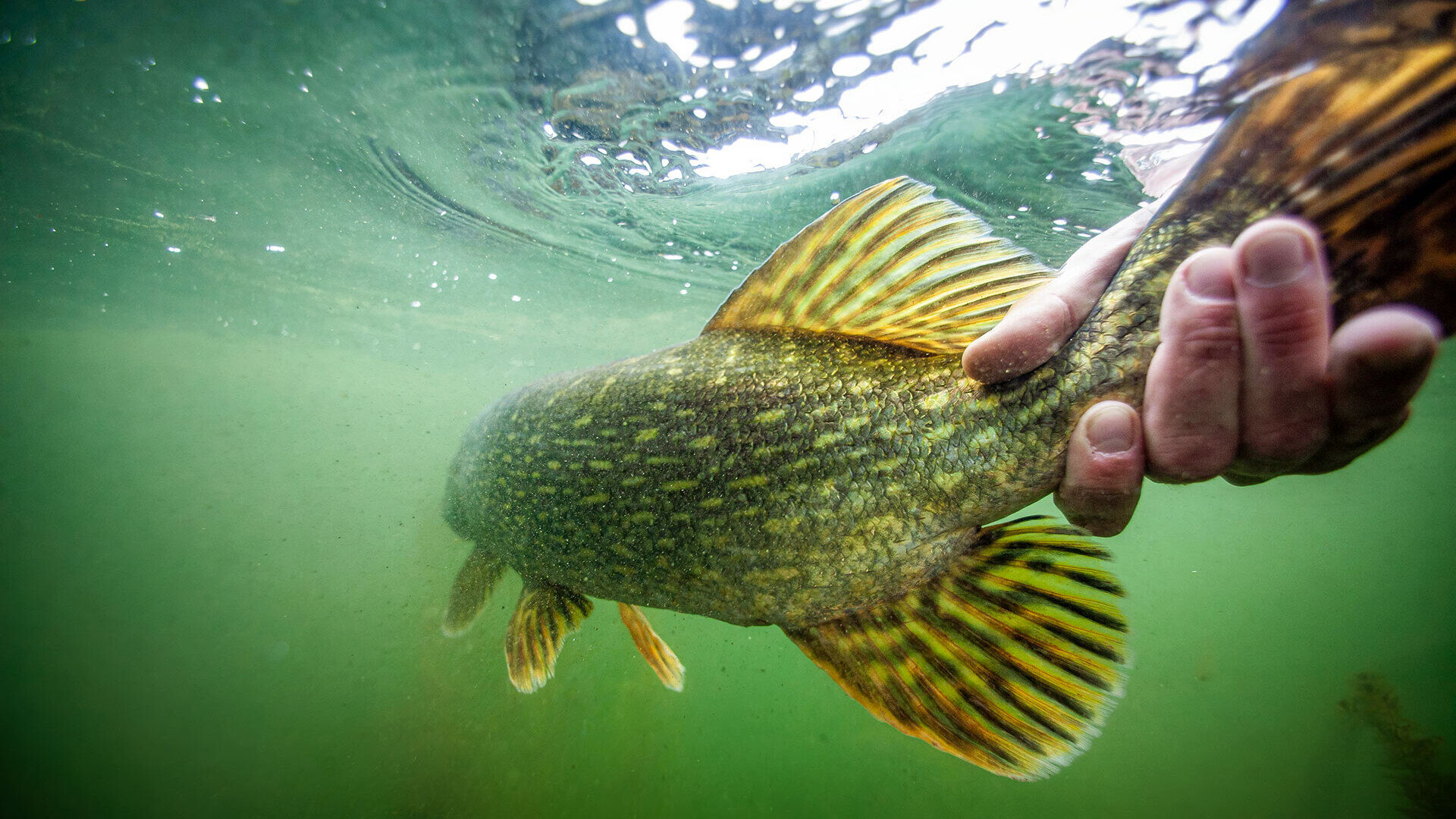 Jagd auf Grosshechte