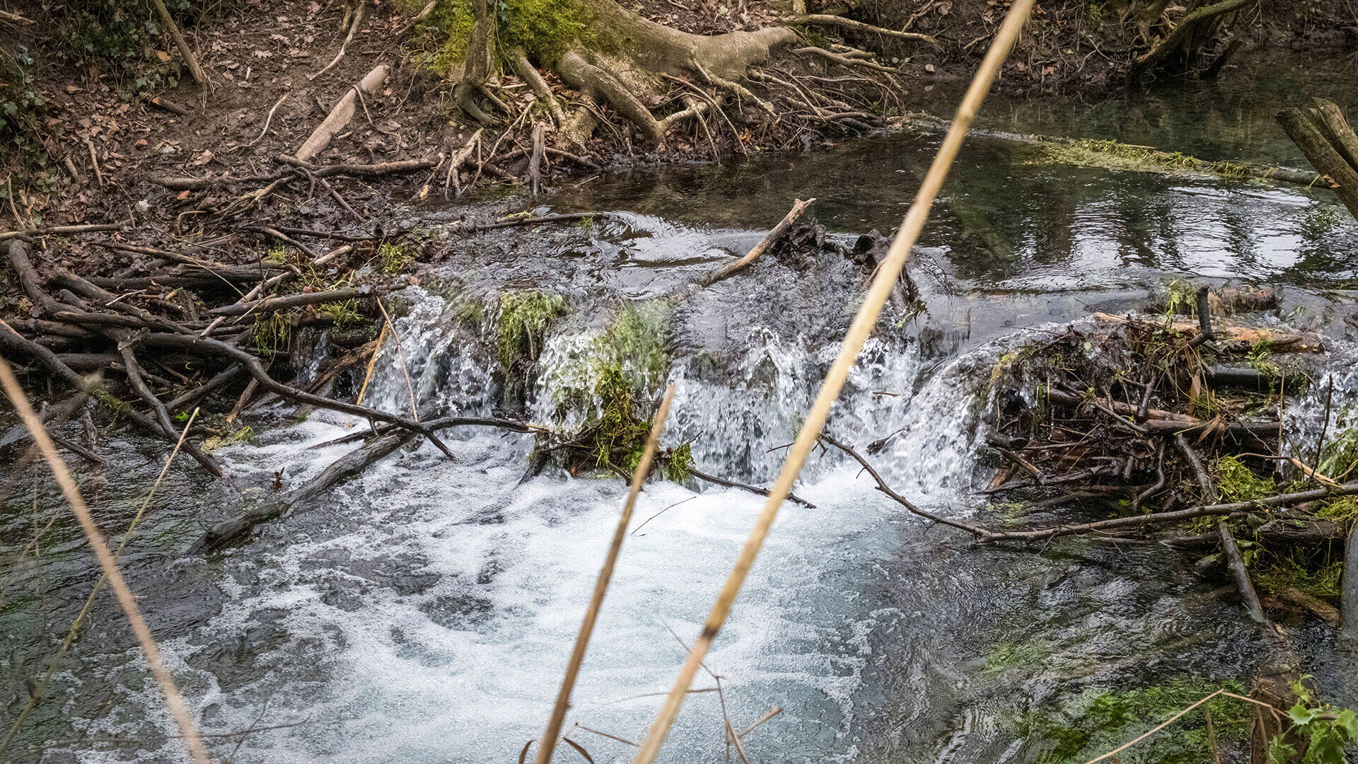 Es war einmal ein Bachforellengewässer