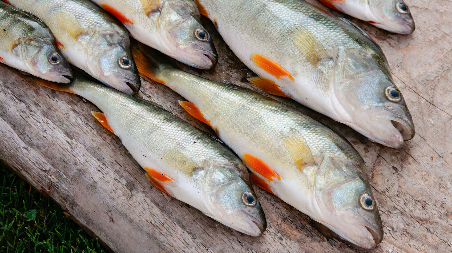 [Zugersee-Hiobsbotschaft:]</br>Verkaufsstopp von Egli und Hecht