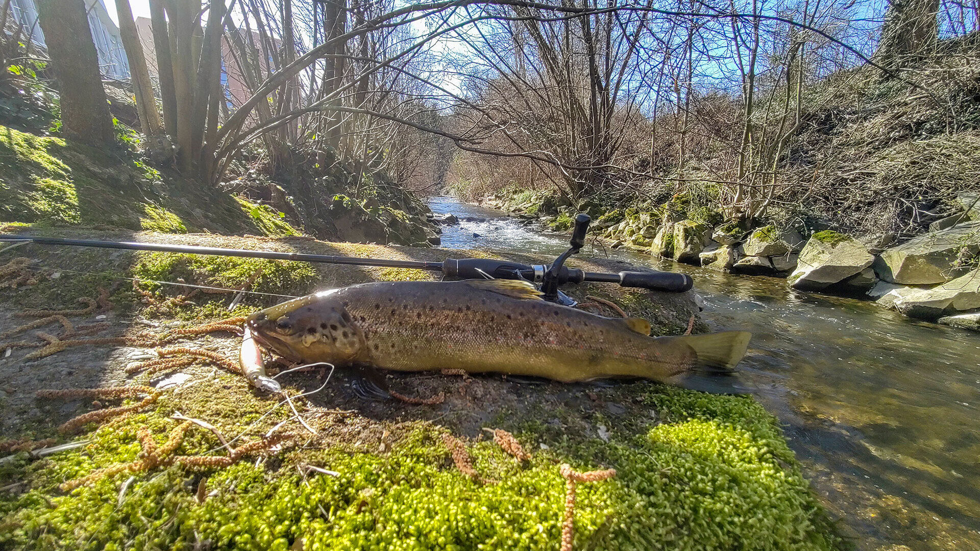 Träge Frühlingsforellen [– Im Schwebezustand zum Erfolg]