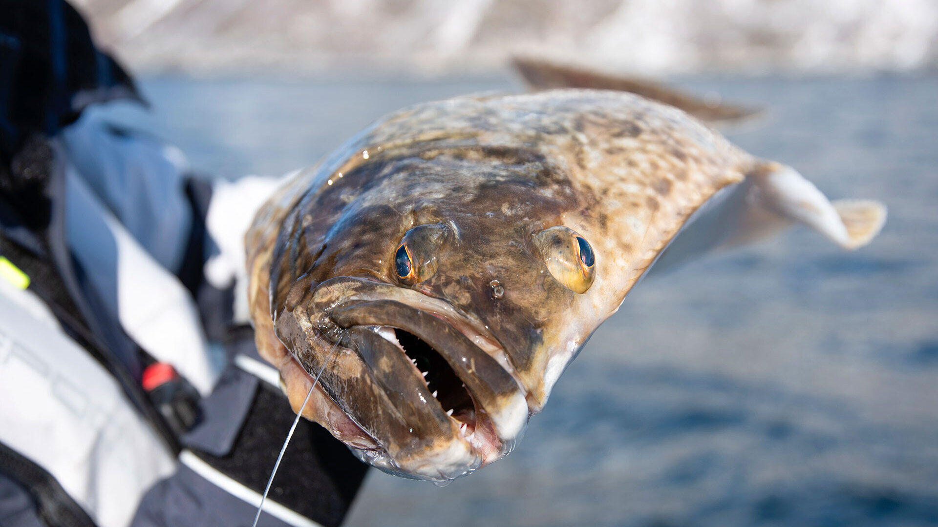 [Norwegen:] Spinnfischen  auf Heilbutt