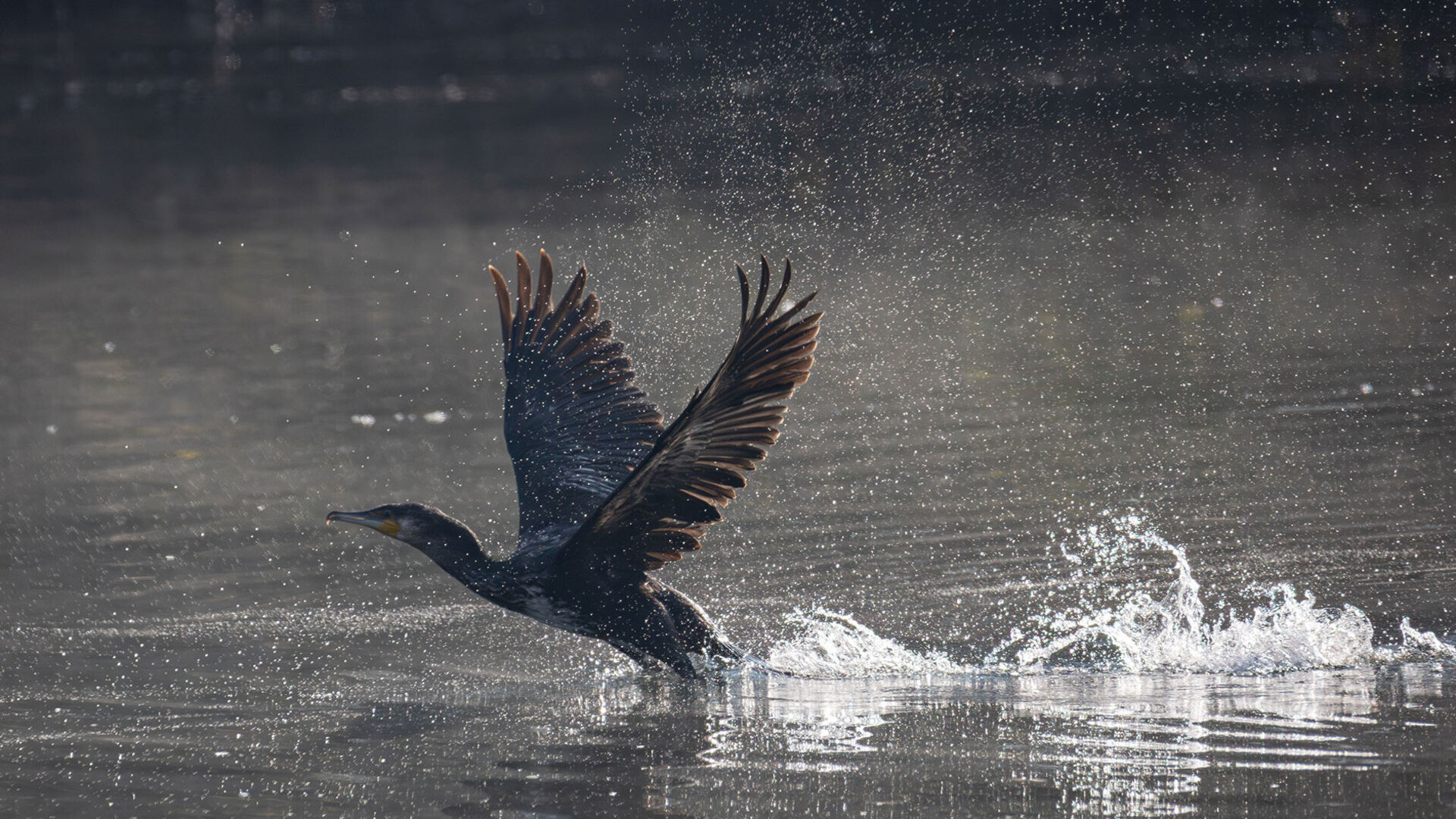 [Zum Kormoran:] Die Position der Hobbyfischer