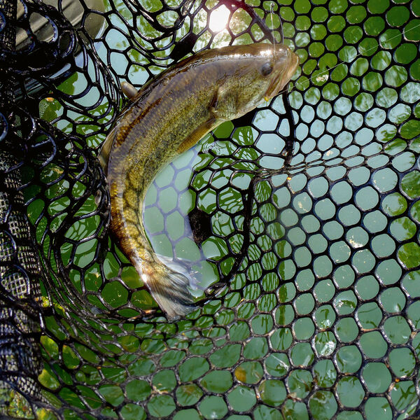 Lago di Mergozzo [– Gewässerperle im Piemont]