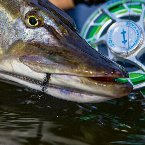 [Hechtfischen mit der Fliege:]</br>Neun Tipps zum Einstieg