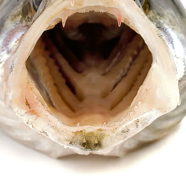 [Reizfrage:<br/>]Warum beissen Raubfische auf Kunstköder?