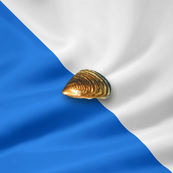 [Kanton Zürich:] </br>Alles Quagga oder was?