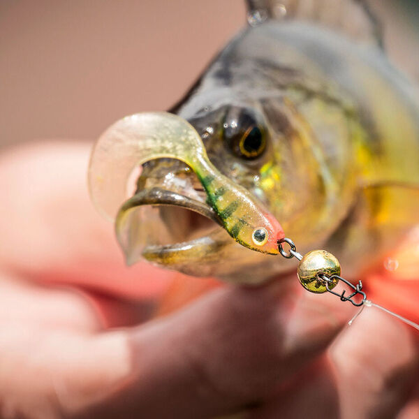 Miniköder – Feinkost für Egli