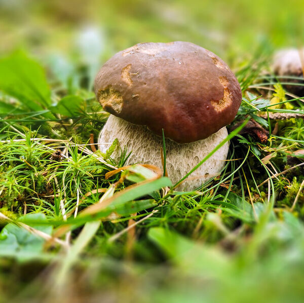 [Steinpilze & Eierschwämme:]</br>Mal sammeln statt jagen