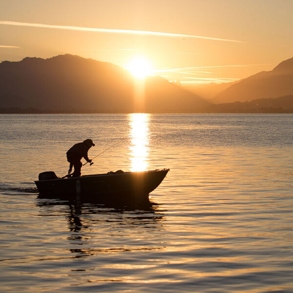 Der frühe Fischer fängt den Egli