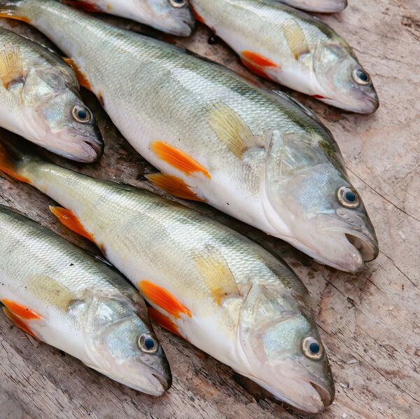 [Zugersee-Hiobsbotschaft:]</br>Verkaufsstopp von Egli und Hecht