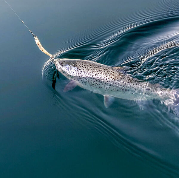 Seeforelle: Spange oder Tropfen?