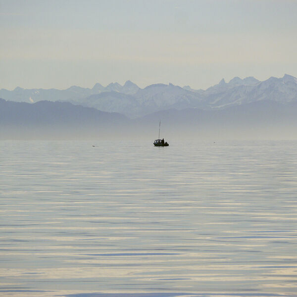 Fettflossen-Krise am Bodensee