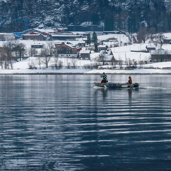 Kormoranmanagement in der Schweiz