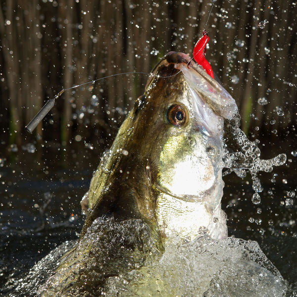 [Zander:] Wie wir Fischer ihren Charakter ändern