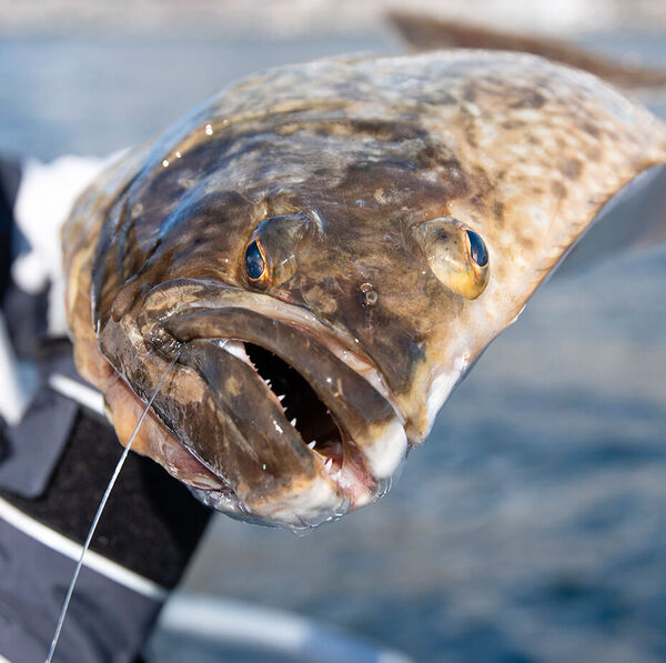 [Norwegen:] Spinnfischen  auf Heilbutt