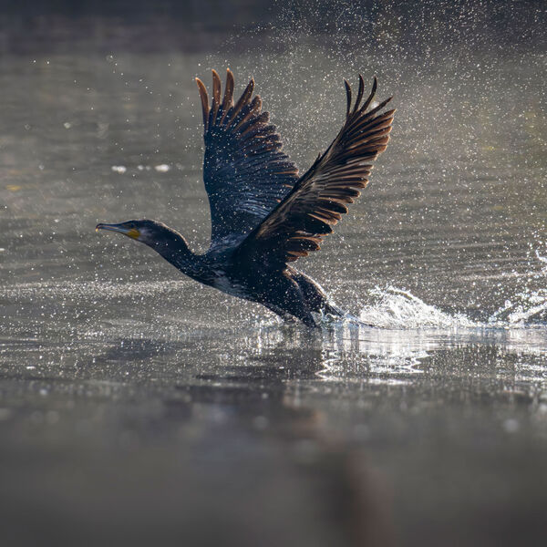 [Zum Kormoran:] Die Position der Hobbyfischer