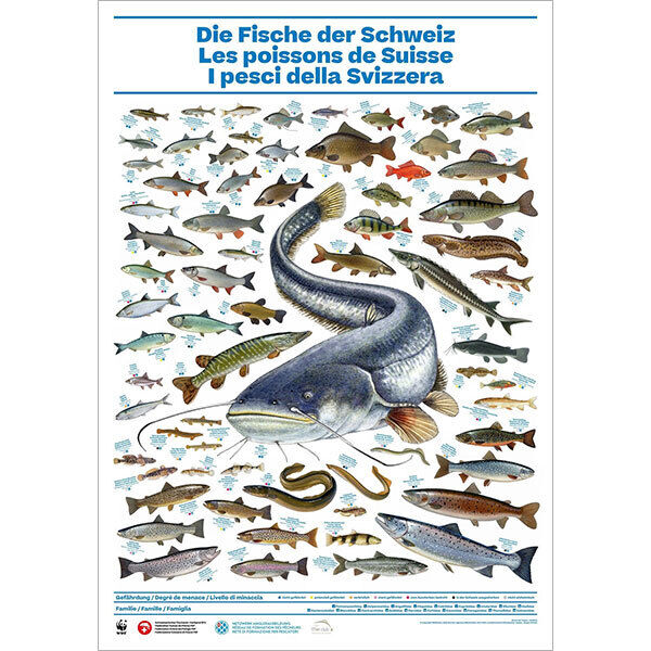 [Poster: ]I pesci della Svizzera