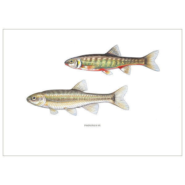 [Fine Art Print] Elritze