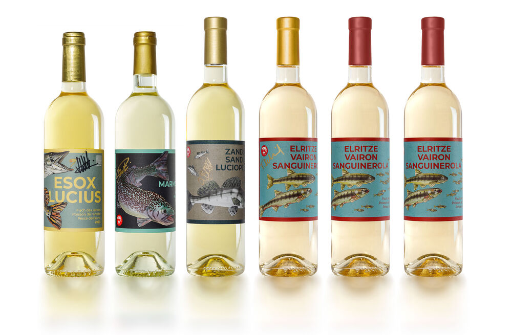 Coffret de collection de vins : Poisson de l'année