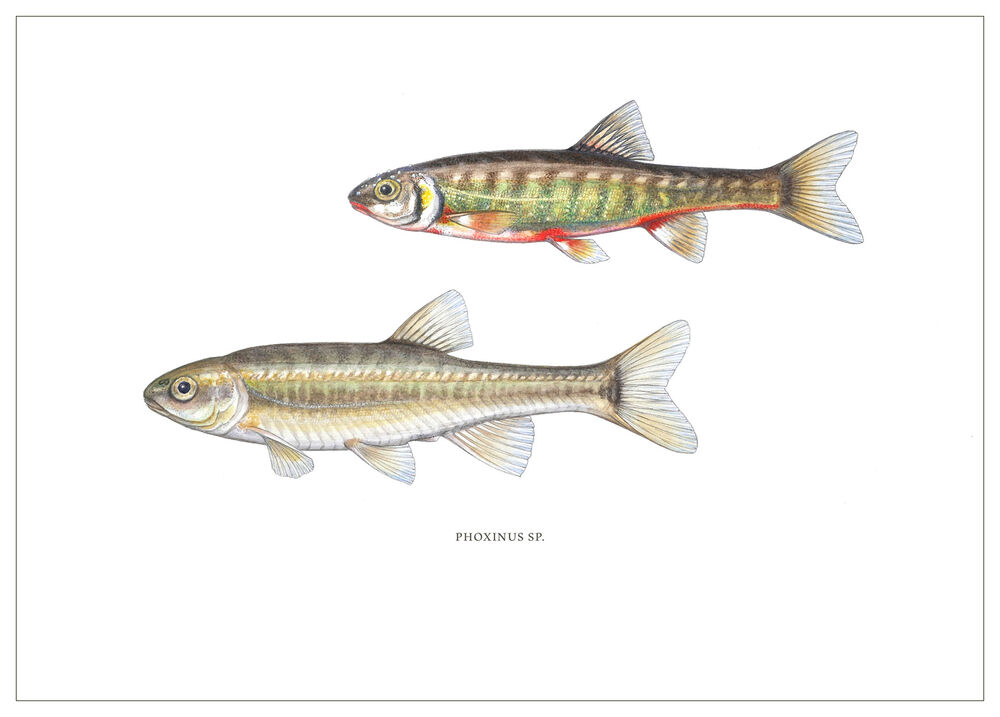 [Fine Art Print] Elritze